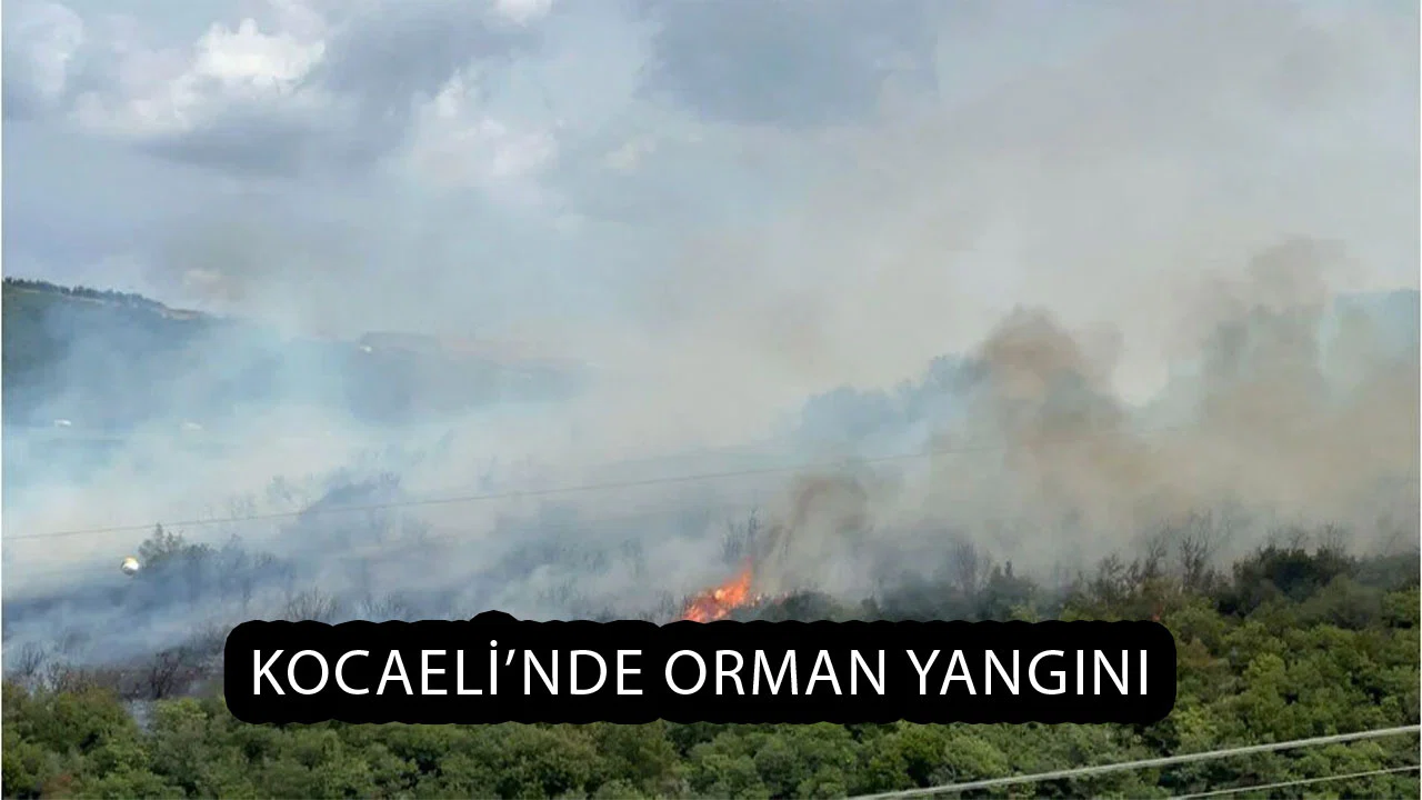 Kocaeli’de Orman Yangını! Bölgeye Ekipler Sevk Edildi