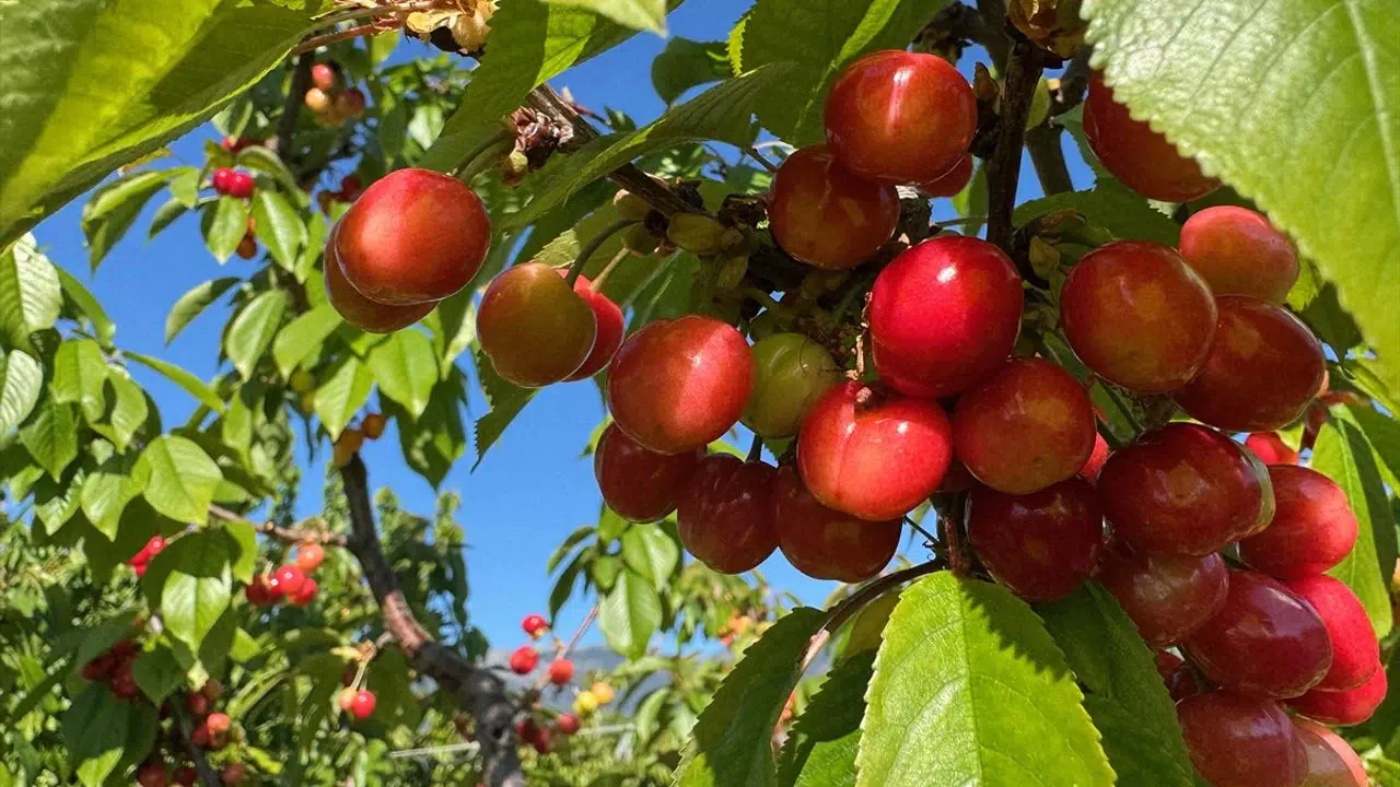 Manisa’da Kiraz Sezonu Başladı: İlk Hasat 3.500 TL'den Alıcı Buldu