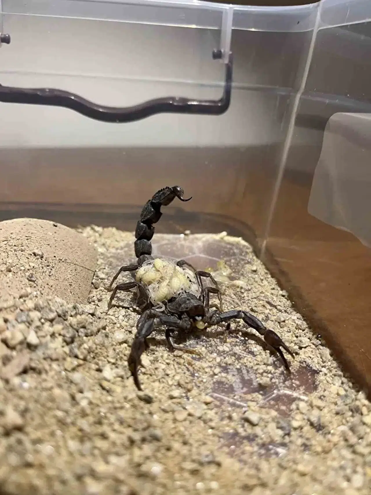 Aydın’da Girişimciden Büyük Başarı: 750 Akrepten 4 Ayda 4 Bin Yavru, Zehri Altınla Yarışıyor