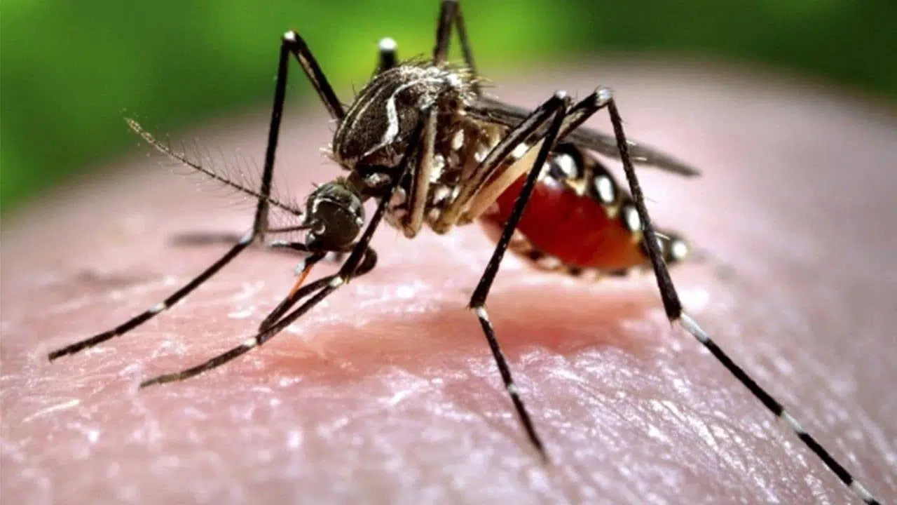 Chikungunya alarmı: Çin’de 1714 vaka sonrası 3. seviye acil durum ilan edildi