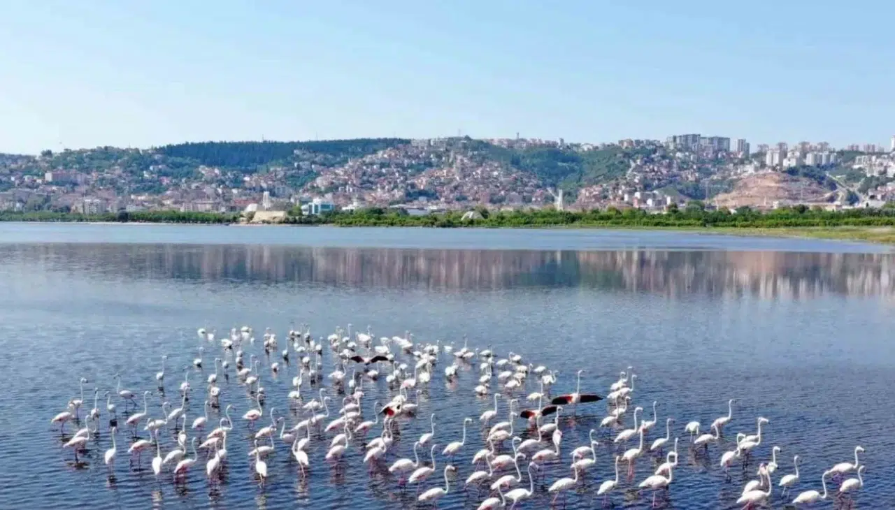 İzmit Körfezi’nde Mucizevi Dönüş: Dip Temizliğiyle Flamingolar Geri Geldi