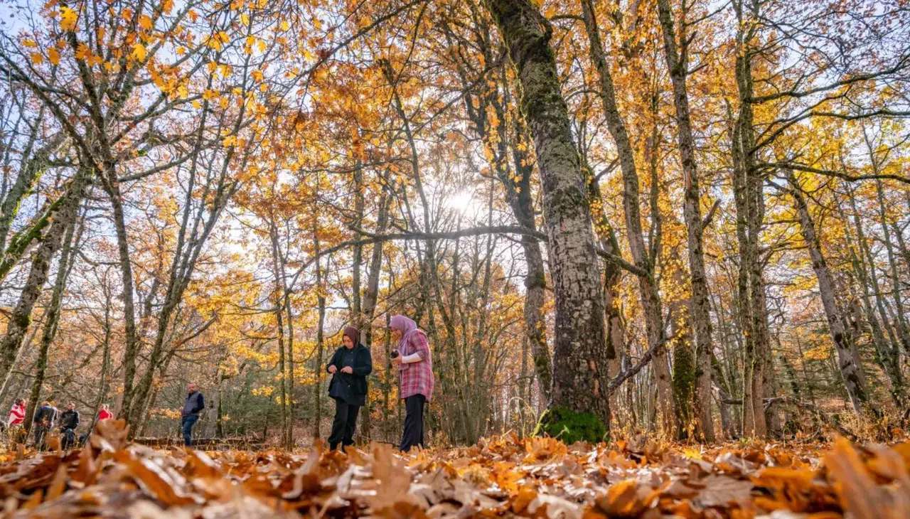 Eğirdir’de Doğanın Benzersizi: Bin Yıllık Ağaçlarla Kaplı Kasnak Meşesi Ormanı ve Ağır Cezası