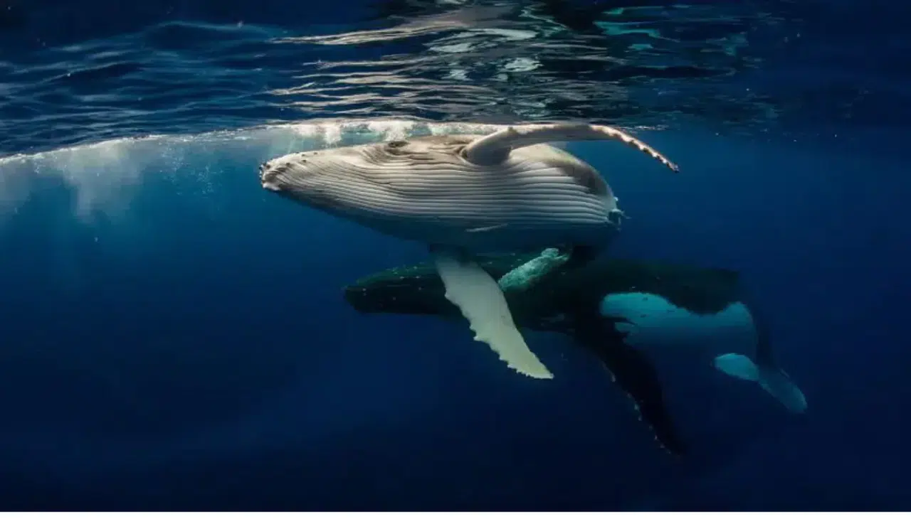 Bitcoin Balinasından Şaşırtan Hamle: MARA Holdings Satışa Başladı, Ethereum Balinaları İse Rekor Alım Gerçekleştirdi