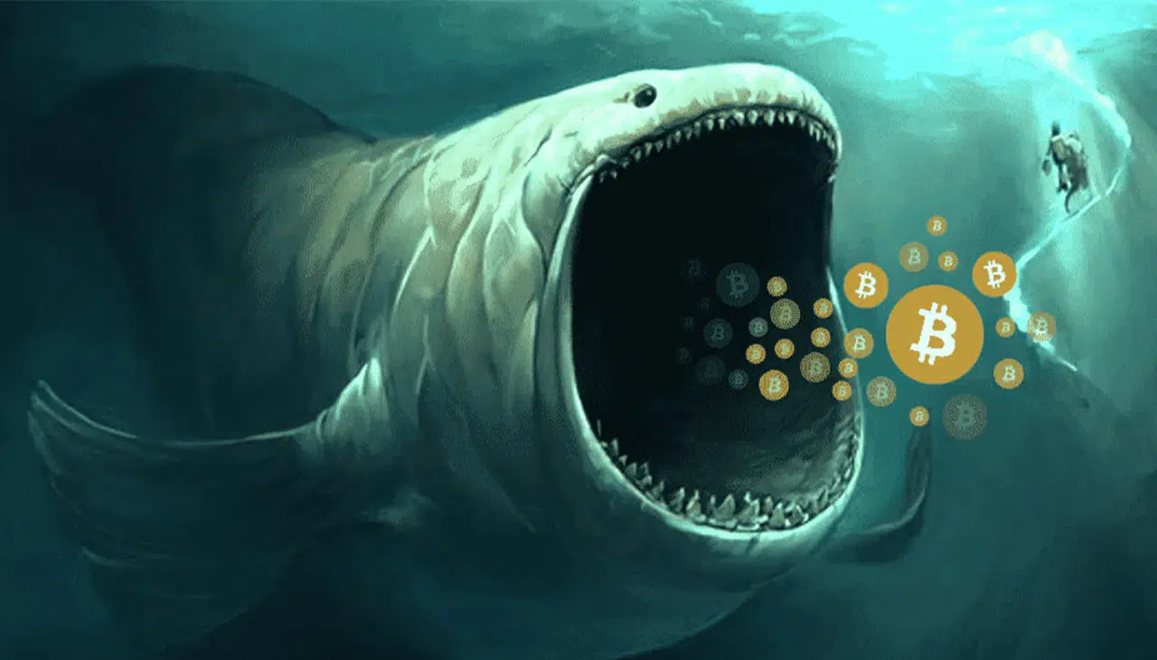 Kripto Piyasasında Dev Hamle! Balina 8 Altcoin’den Sonra 10 Tane Daha Topladı