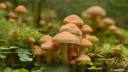 Sonbaharda Artan Mantar Tehlikesi