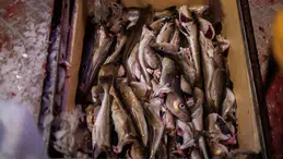 Sofranızdaki Balık Gerçekten O Mu? Küresel Pazarda %20’yi Etkileyen Büyük Sahtekârlık