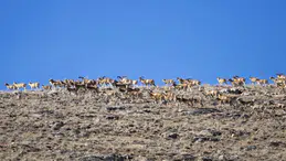 Konya bozkırlarında nadir görüntü: Anadolu Cerenleri'nin sayısı 770’e ulaştI