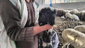 Hatay’da Nadir Olay: Çift Başlı ve Dört Gözlü Kuzu Yaşama Tutundu-u