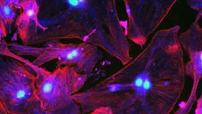 Yaşlanmanın Görünmeyen Yüzü: “Zombi Hücreler” Sağlığı Nasıl Etkiliyor?