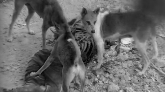 Gazze’de İnsanlık Dramı Derinleşiyor: Köpekler Cenazeleri Parçalıyor