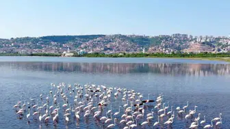 İzmit Körfezi’nde Mucizevi Dönüş: Dip Temizliğiyle Flamingolar Geri Geldi