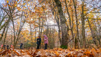 Eğirdir’de Doğanın Benzersizi: Bin Yıllık Ağaçlarla Kaplı Kasnak Meşesi Ormanı ve Ağır Cezası