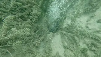 Sapanca Gölü’nde Gizemli Kabarcıklar Korkuttu: Deprem Endişesi Büyüyor