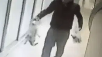 Belçika'nın Siyasi Arenasında Maximus: Kedilerin Popülaritesi Zirveye Ulaşıyor