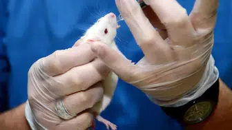 İspanya’da Umut Veren Çalışma: Pankreas Kanseri Farelerde Üçlü Tedaviyle Ortadan Kaldırıldı