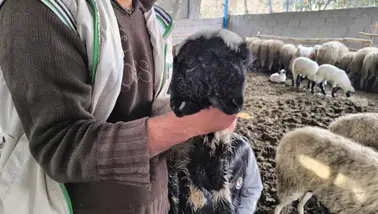 Hatay’da Nadir Olay: Çift Başlı ve Dört Gözlü Kuzu Yaşama Tutundu-u