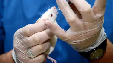 İspanya’da Umut Veren Çalışma: Pankreas Kanseri Farelerde Üçlü Tedaviyle Ortadan Kaldırıldı