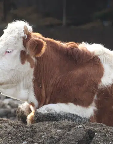 Bolu’da Şap Hastalığı Alarmı: 18 Köy ve 4 Mahalle Karantinaya Alındı