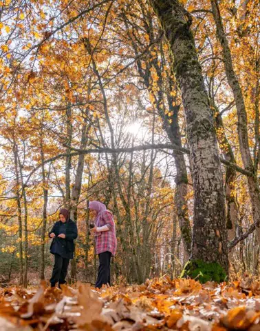 Eğirdir’de Doğanın Benzersizi: Bin Yıllık Ağaçlarla Kaplı Kasnak Meşesi Ormanı ve Ağır Cezası