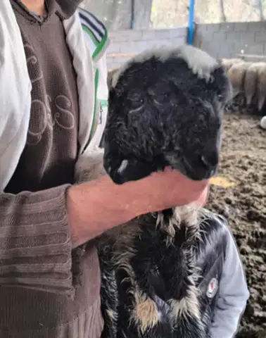 Hatay’da Nadir Olay: Çift Başlı ve Dört Gözlü Kuzu Yaşama Tutundu-u