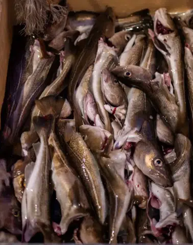 Sofranızdaki Balık Gerçekten O Mu? Küresel Pazarda %20’yi Etkileyen Büyük Sahtekârlık