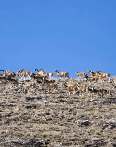 Konya bozkırlarında nadir görüntü: Anadolu Cerenleri'nin sayısı 770’e ulaştI
