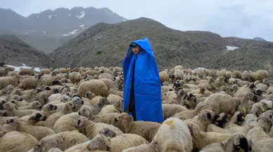 40 Bin Liraya Çoban Bulunamıyor!