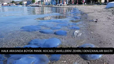 Halk Arasında Büyük Panik: Kocaeli Sahillerini Zehirli Denizanaları Bastı!