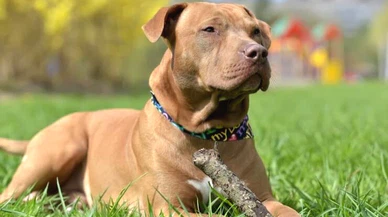 İngiltere’de Pitbull Yasaklanıyor!