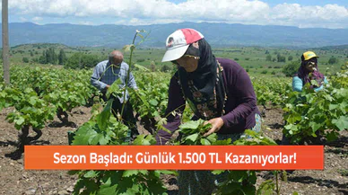 Sezon Başladı: Günlük 1.500 TL Kazanıyorlar!