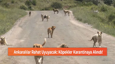 Ankaralılar Rahat Uyuyacak: Köpekler Karantinaya Alındı!