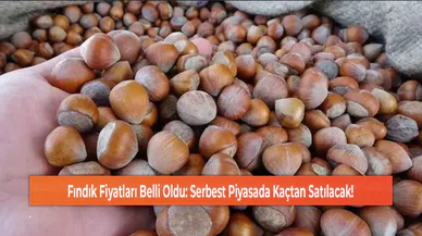 Fındık Fiyatları Belli Oldu: Serbest Piyasada Kaçtan Satılacak!