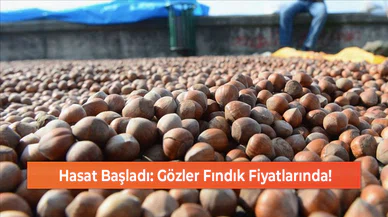 Hasat Başladı: Gözler Fındık Fiyatlarında!
