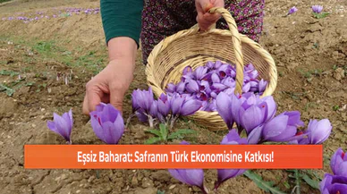 Eşsiz Baharat: Safranın Türk Ekonomisine Katkısı!