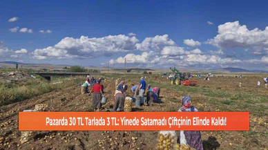 Pazarda 30 TL Tarlada 3 TL: Yinede Satamadı Çiftçinin Elinde Kaldı!