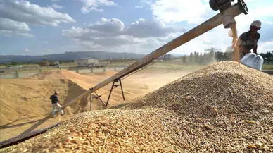 Çiftçiye Hibeli Tohum: 33 Ton Tohum Dağıtıldı!
