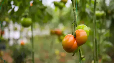 Domates Altınla Yarışıyor: Seradan Sofraya Uzanan Fiyat Uçurumu Şok Ediyor!