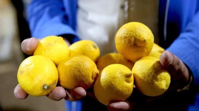 Türkiye'nin Tarım Alarmı: Limon İhracatında Yasaklı Kimyasallar Krizi!