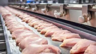 Türkiye’den Avrupa’ya Tavuk Fırtınası: Beyaz Et Sektöründe Tarihi İhracat Hamlesi!