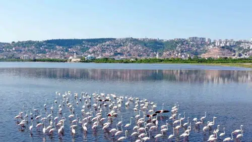 İzmit Körfezi’nde Mucizevi Dönüş: Dip Temizliğiyle Flamingolar Geri Geldi