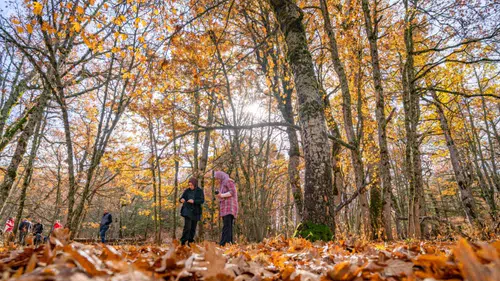 Eğirdir’de Doğanın Benzersizi: Bin Yıllık Ağaçlarla Kaplı Kasnak Meşesi Ormanı ve Ağır Cezası