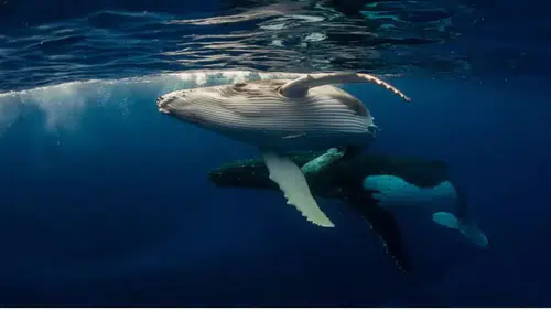 Bitcoin Balinasından Şaşırtan Hamle: MARA Holdings Satışa Başladı, Ethereum Balinaları İse Rekor Alım Gerçekleştirdi