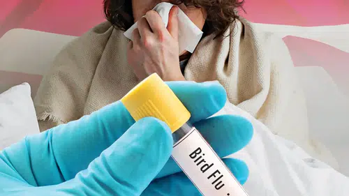 Kuş Gribi Tehlikesi: Simülasyonlar İnsanlar Üzerindeki Etkisini Ortaya Koyuyor