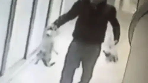 Belçika'nın Siyasi Arenasında Maximus: Kedilerin Popülaritesi Zirveye Ulaşıyor