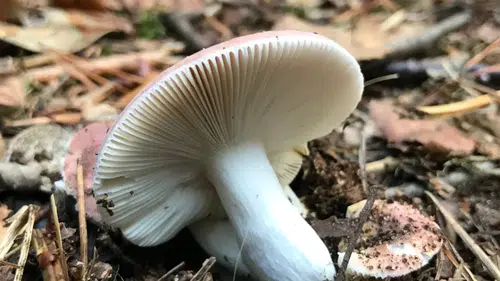 Mantar Toplamak İçin Gittiği Ormanda Hayatını Kaybetme Tehlikesi Geçiren Kadın Kurtarıldı