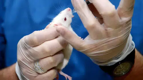 İspanya’da Umut Veren Çalışma: Pankreas Kanseri Farelerde Üçlü Tedaviyle Ortadan Kaldırıldı