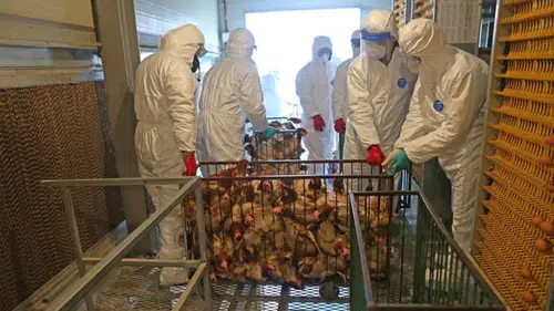 Kuş Gribinin Tehlikesi: Simülasyonlar İnsana Sıçramayı Gösteriyor