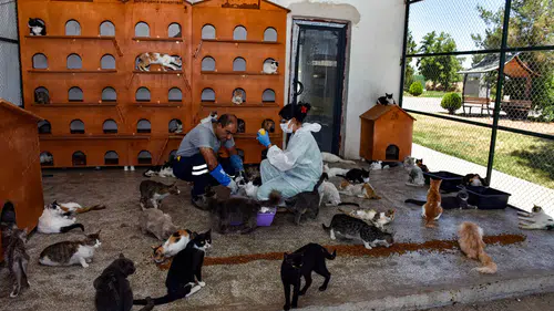 Ayşe Hilal Sayan Koytak Kimdir?