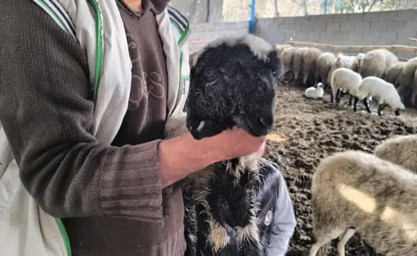 Hatay’da Nadir Olay: Çift Başlı ve Dört Gözlü Kuzu Yaşama Tutundu-u