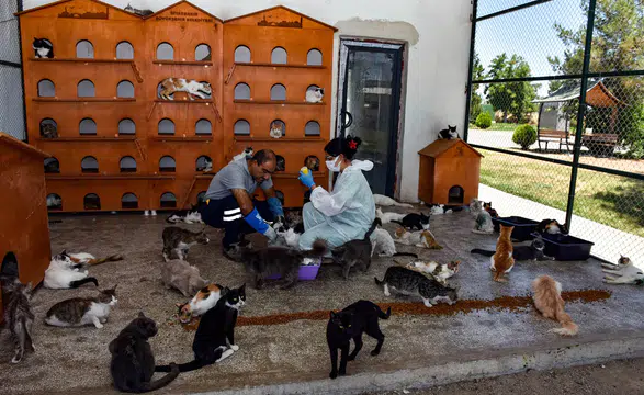 Ayşe Hilal Sayan Koytak Kimdir?